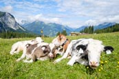 Thumbnail image of cows in the pasture at Ehrwalder Alm, Ehrwald, Tyrol, Austria