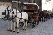 Horses by Stephansdom  Vienna photos