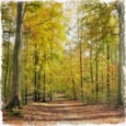 Thumbnail image of Autumn forest