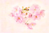 Thumbnail image of Sakura