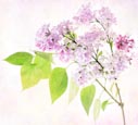 Thumbnail image of Lilac