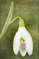 Thumbnail image of Snowdrop / Schneeglöckchen / pflanzen, plants, blumen, flowers, spring, fruehling
