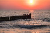 Sea With Groynes And Seagulls At Sunset At Ahrenshoop, Mecklenburg-Vorpommern, Germany