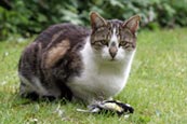 Thumbnail image of Tabby / white Cat with caught bird