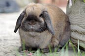 Lop eared dwarf rabbit photo