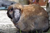 Lop eared dwarf rabbit photo