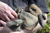 Lop eared dwarf rabbit photo