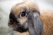 Thumbnail image of Lop eared dwarf rabbit