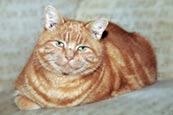 Thumbnail image of overweight cat