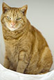 Thumbnail image of Ginger cat
