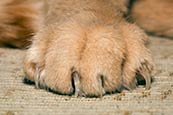 Cats Paw And Claws