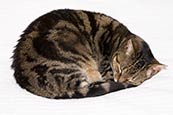 Thumbnail image of Tabby Cat sleeping curled up