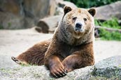 Thumbnail image of Brown Bear - Ursus arctos