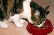 Thumbnail image of Cat eating