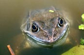 Common Frog (Rana Temporaria)