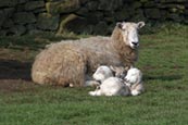 Sheep and lambs photo