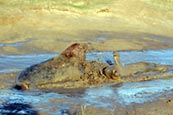 Grey Seals fighting photograph