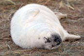 Grey Seal pup image
