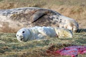 Grey Seal photos