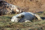 Grey Seal photos