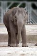 Asian Elephant (Elephas maximus) photo