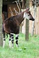 Thumbnail image of Okapi (Okapia johnstoni)