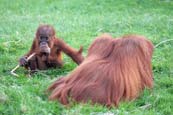 Orang-utan (Pongo pygmaeus) photograph