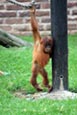 Orang-utan (Pongo pygmaeus) photograph