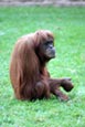 Orang-utan (Pongo pygmaeus) photograph