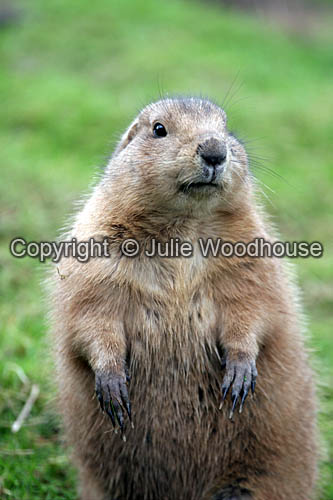 Prairie Marmot (Cynomys ludovicianus) photograph