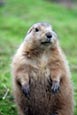 Prairie Marmot (Cynomys ludovicianus) photo
