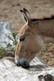 Onager (Equus hemionus onager) photo