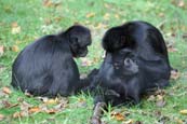 Colombian Black-faced Spider Monkey (Ateles fusciceps robustus) photo
