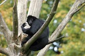 Colombian Black-faced Spider Monkey (Ateles fusciceps robustus) photo