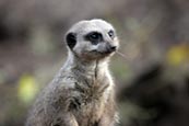Meerkat (Suricata suricata) photo