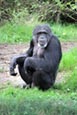 Chimpanzee (Pan troglodytes) photo