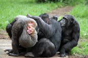 Chimpanzee (Pan troglodytes) photo