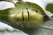 Caterpillar Pale Tussock Moth