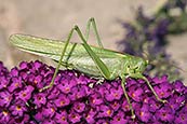Great Green Bush Cricket (Tettigonia Viridissima)