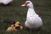 ducks
