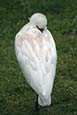 Eurasian Spoonbill (Platalea leucorodia) photo
