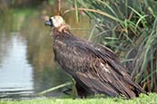 Cinereous Vulture - Aegypius monachus