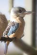 Blue Winged Kookaburra photo