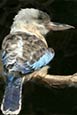 Blue Winged Kookaburra (Dacelo Leacii)