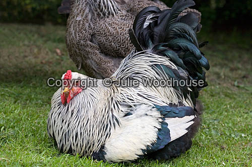 Cockeral picture
