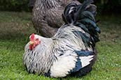 cockeral photo