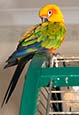 Thumbnail image of Sun Conure Parrot