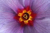 Primula Wanda (Oenothera)