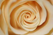 Rose photo