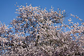 Thumbnail image of Cherry Tree Blossom 